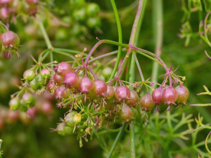 Anyż biedrzeniec (Pimpinella anisum)