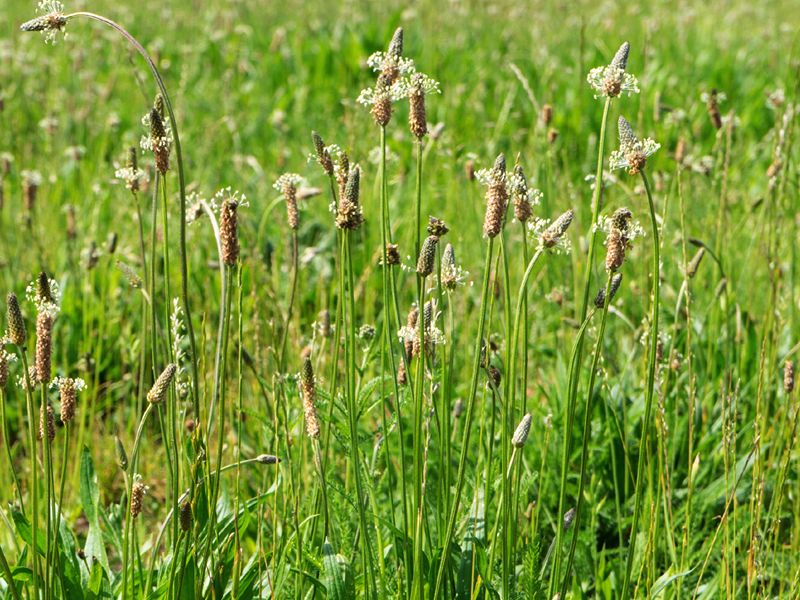 Babka lancetowata (Plantago lanceolata)