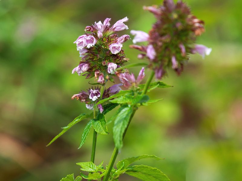 Cedronella kanaryjska (Cedronella canariensis)