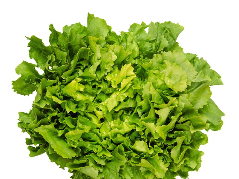 Endywia (Cichorium endivia)