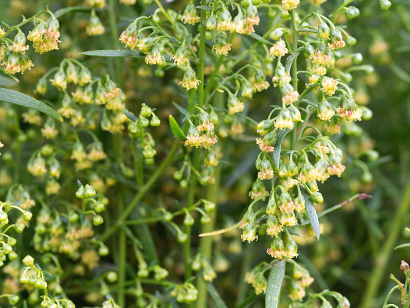 Estragon (Artemisia dracunculus)