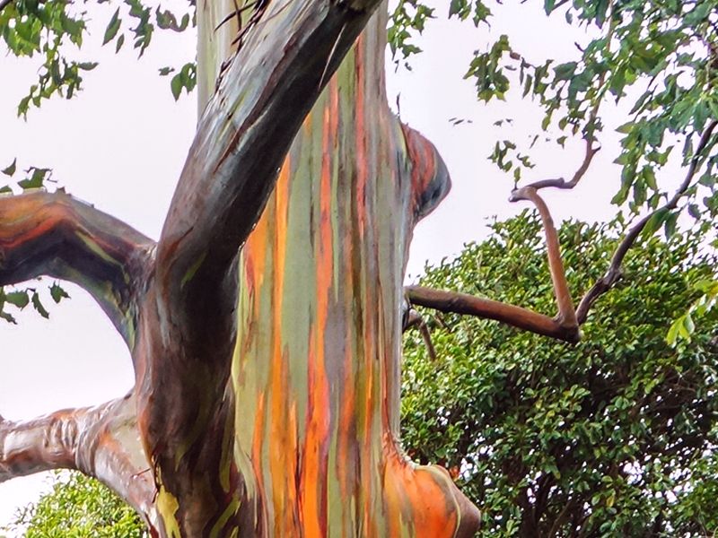 Eukaliptus tęczowy (Eucalyptus deglupta)