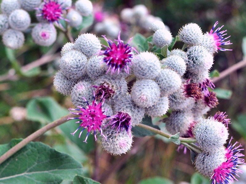 Łopian większy (Arctium lappa)