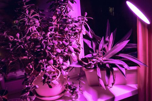Oświetlenie LED roślin