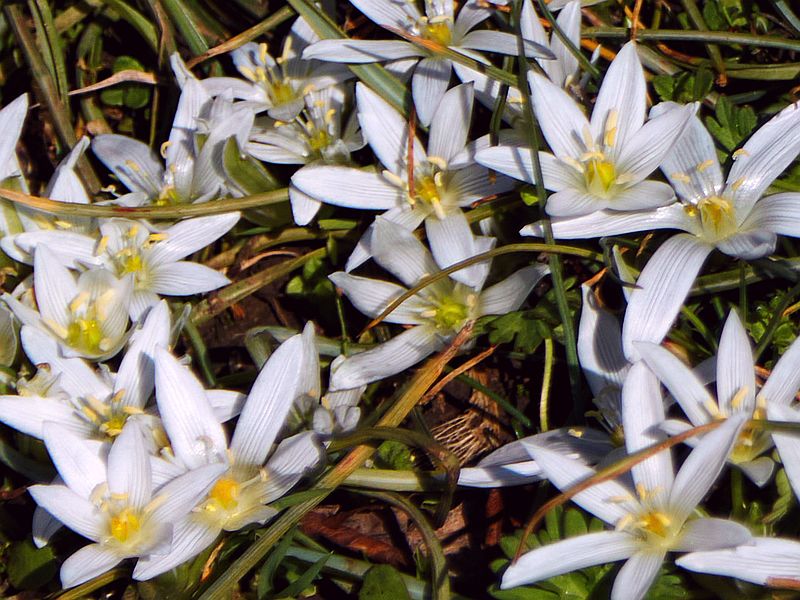 Śniedek baldaszkowaty
